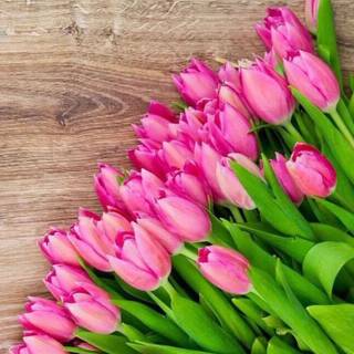 Spring tulip iPhone wallpaper