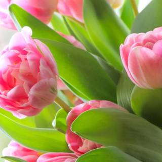 Spring tulip iPhone wallpaper
