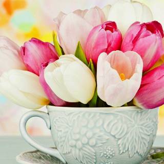 Spring tulip iPhone wallpaper