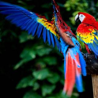 Exotic birds wallpaper
