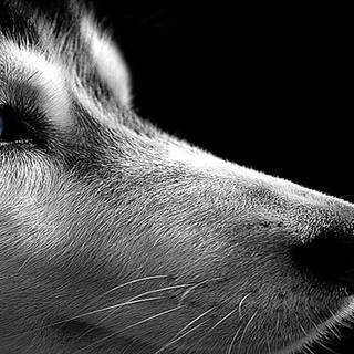 Husky computer wallpaper