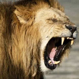 Dangerous predators wallpaper