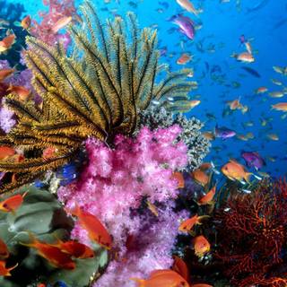 Coral Sea wallpaper