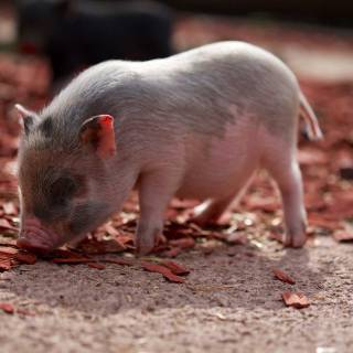 Teacup pigs wallpaper