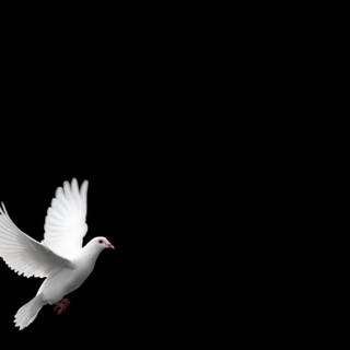White dove desktop wallpaper