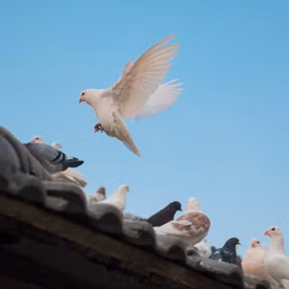 White dove desktop wallpaper