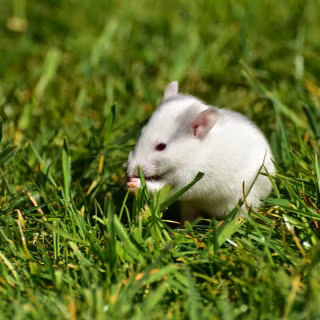 Pet rat wallpaper