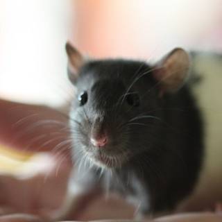 Pet rat wallpaper
