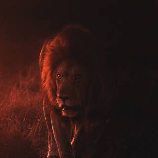 Lion fight wallpaper