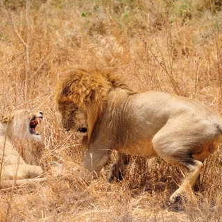 Lion fight wallpaper