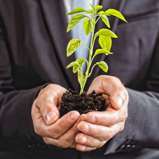 Sprout and soil wallpaper