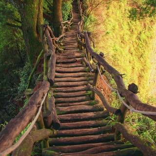 Forest bridge wallpaper