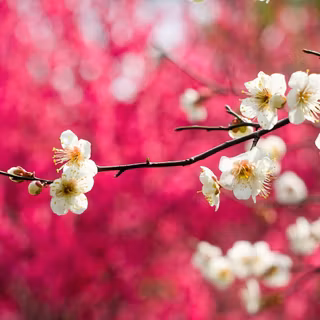 Spring flowers and trees wallpaper