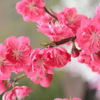 Peach spring wallpaper