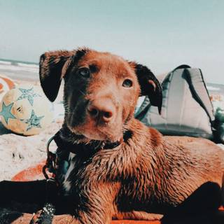 Preppy dogs wallpaper