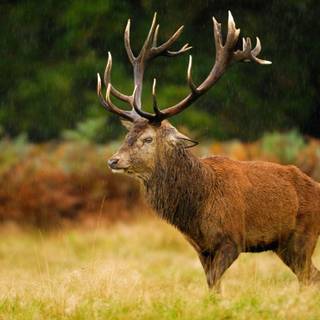 Red Stag wallpaper