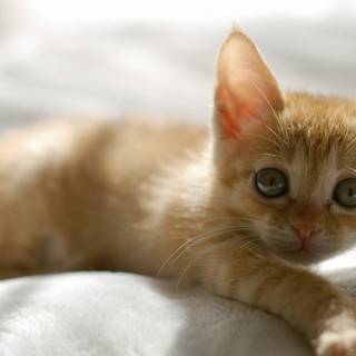 Orange kitten wallpaper