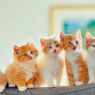 Orange kitten wallpaper
