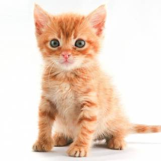 Orange kitten wallpaper
