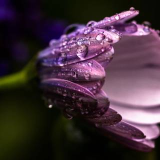 Purple flowers spring wallpaper