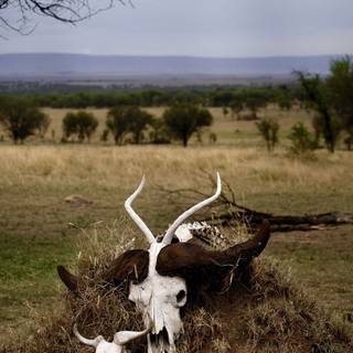 Cow skull wallpaper