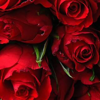 Rose plant wallpaper