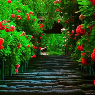 Rose path wallpaper