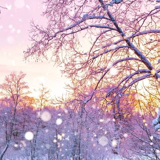 Cute winter pink wallpaper