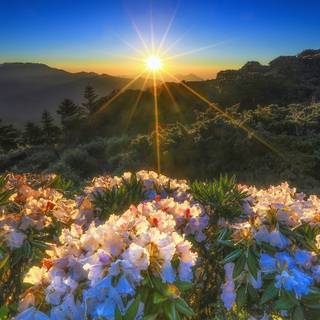 Spring flowers sun wallpaper