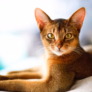 Abyssinian Egyptian Mau mix wallpaper
