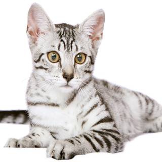 Abyssinian Egyptian Mau mix wallpaper