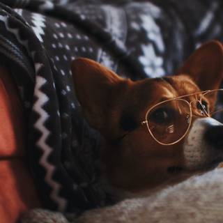 Indoor animals wallpaper