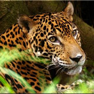 Rain forest animals wallpaper