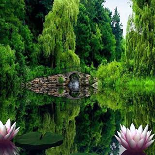 Lake flowers wallpaper