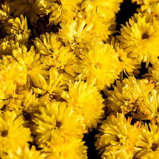 Bright yellow flower wallpaper