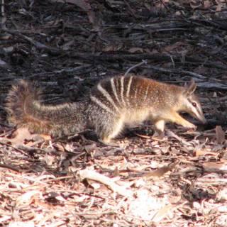Numbat wallpaper