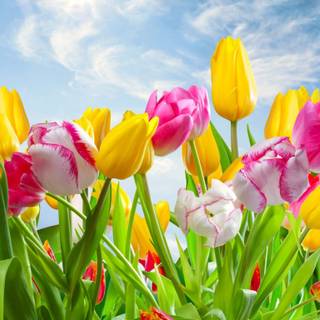 Colour spring wallpaper