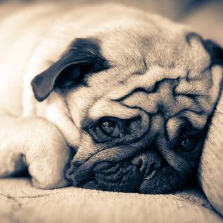 Cute baby pugs wallpaper