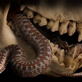 Snake skull wallpaper