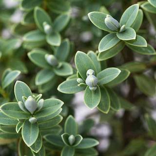Hebe shrub wallpaper