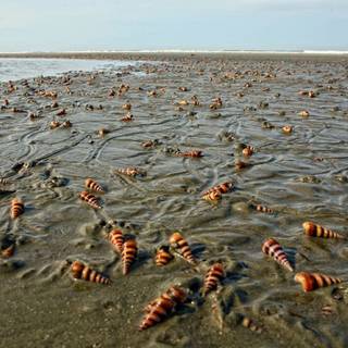 Cox's Bazar wallpaper