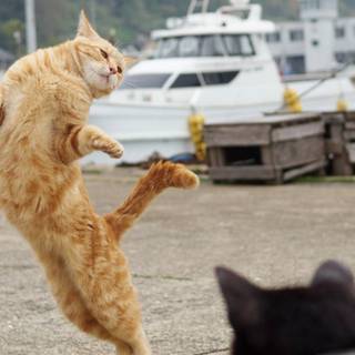 Cat dance wallpaper