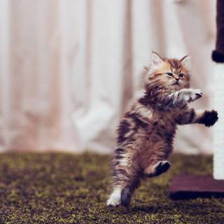 Cat dance wallpaper