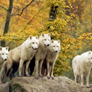 Wolf family wallpaper