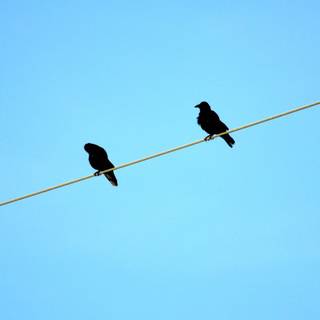 Two birds on wire wallpaper