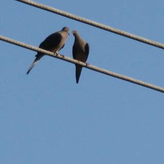 Two birds on wire wallpaper