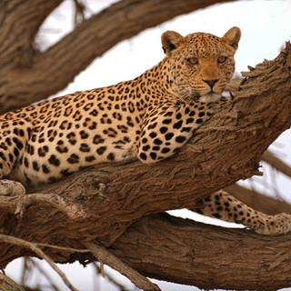 Safari animals wallpaper