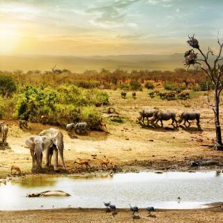 Safari animals wallpaper