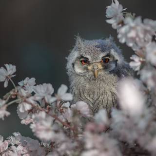 Owl spring wallpaper
