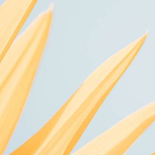 Preppy yellow wallpaper